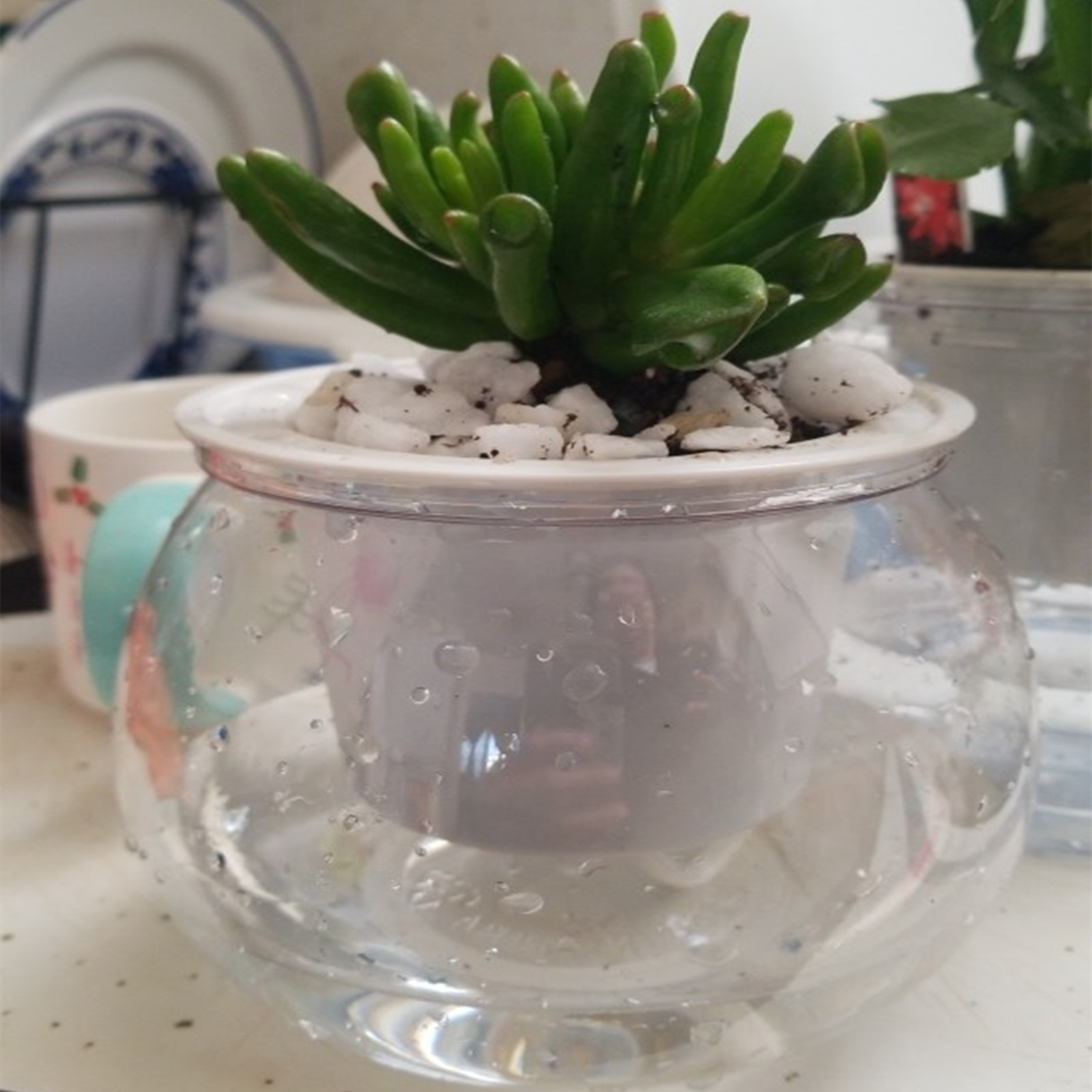 Self Watering Planter Pots Min - Japanese Garden Bonsai ulasan dan harga