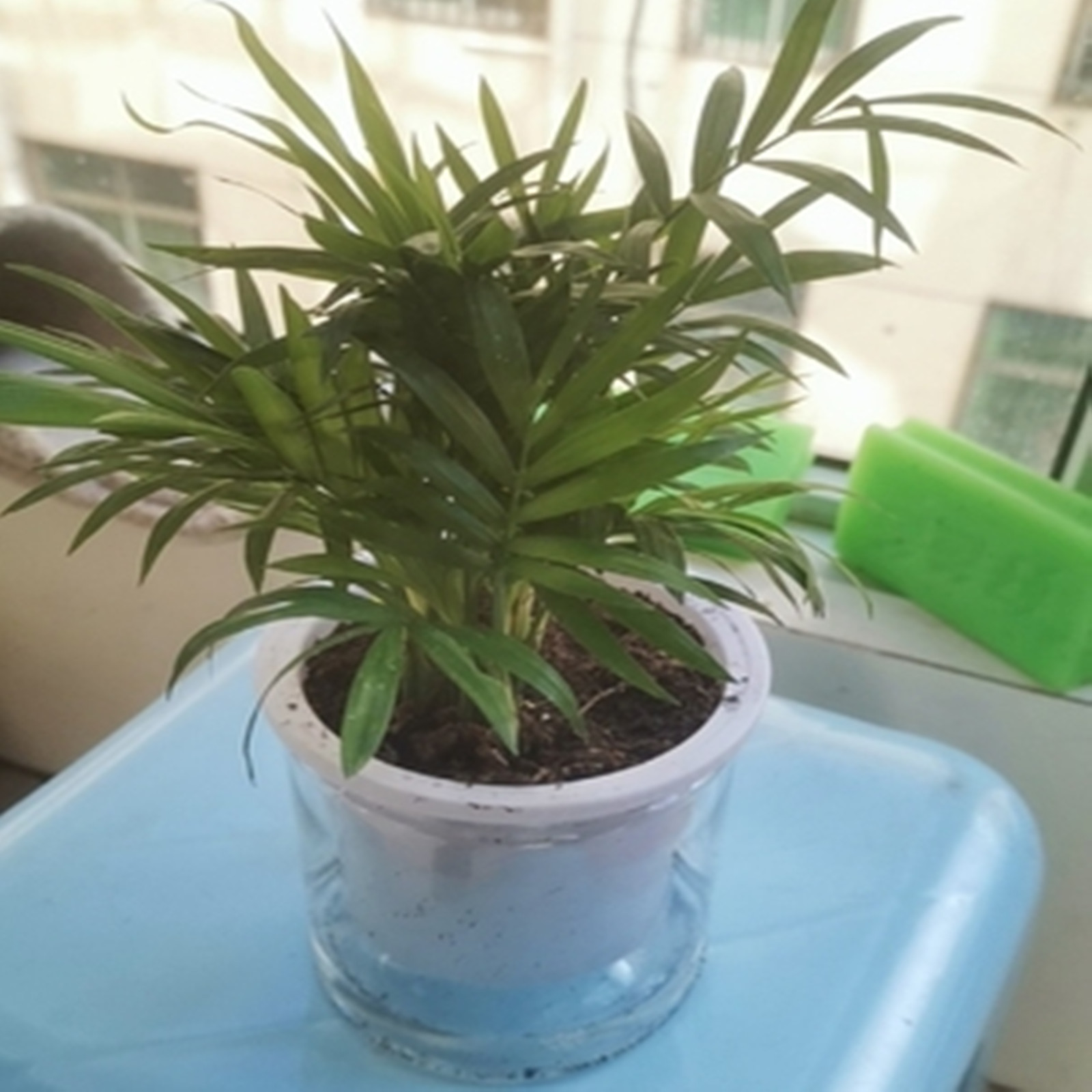 Self Watering Planter Pots Min - Japanese Garden Bonsai ulasan dan harga