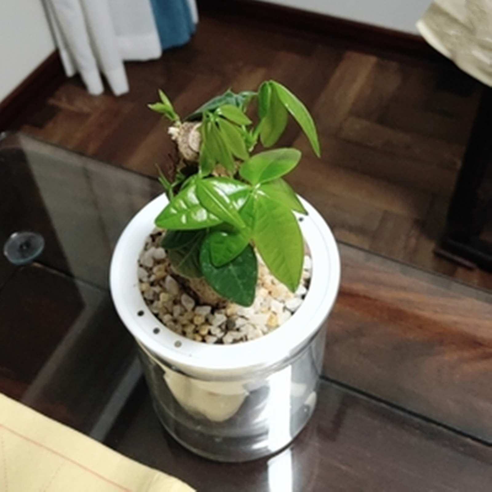 Self Watering Planter Pots Min - Japanese Garden Bonsai ulasan dan harga