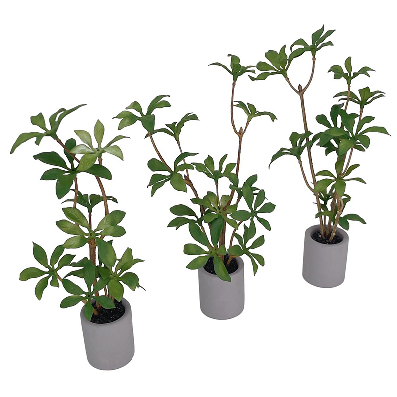 1:6 Dollhouse Miniature Potted - Bonsai Gardenia ulasan dan harga