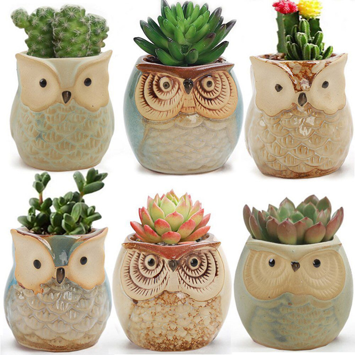 Home Garden Supplies Decoratio - Japanese Garden Bonsai ulasan dan harga